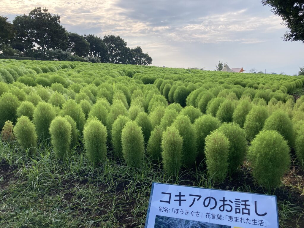 現在の開花状況及び予告 | くじゅう花公園